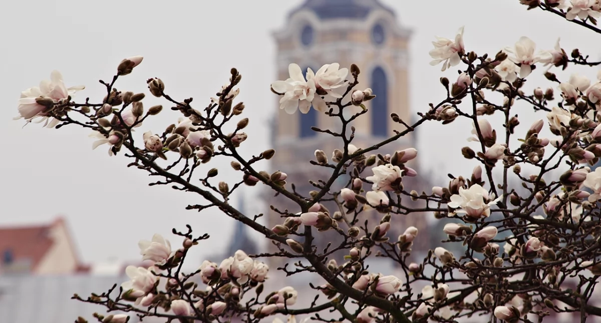 Prawie ukwiecona magnolia gwiaździsta, która rośnie tuż obok pomnika Orląt Przemyskich w Przemyślu. Fot. Mariusz Godos