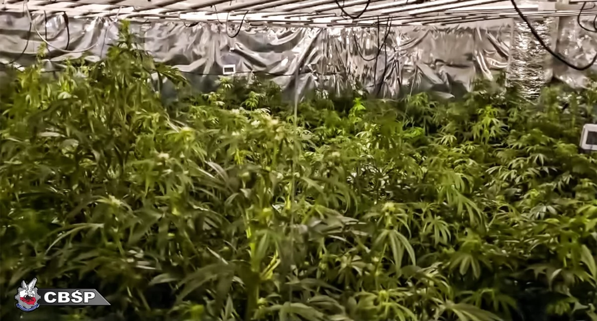 Działająca na terenie Przemyśla grupa prowadziła profesjonalną plantację konopi w niezamieszkałym domu jednorodzinnym. Znajdował się tam m.in. zaawansowany system oświetleniowy i wentylacyjny. Fot. CBŚP