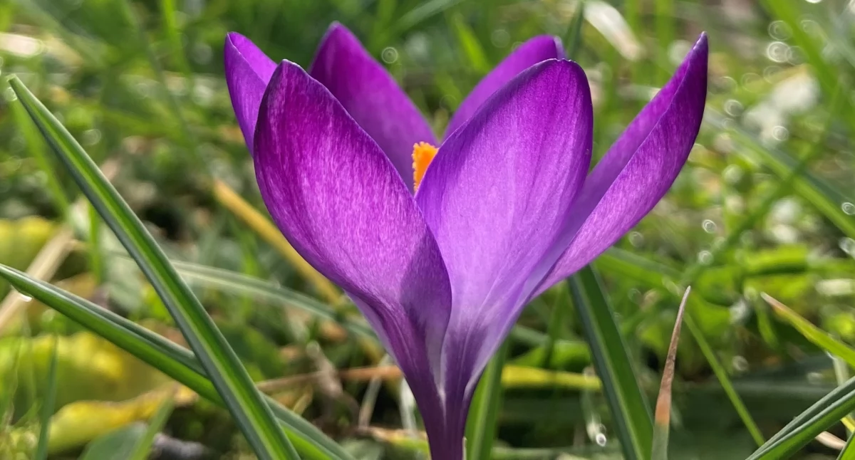 Krokus przed Pałacem. 