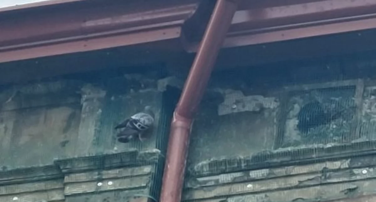 Stanowcza i przytomna reakcja mieszkańców spowodowała, że ptaki uwięzione za siatką na powrót zyskały możliwość opuszczenia gniazd. Kilka dni temu udaremniono im możliwość ewakuacji, mocując siatki u szczytu kamienicy przy Rokitniańskiej 9.