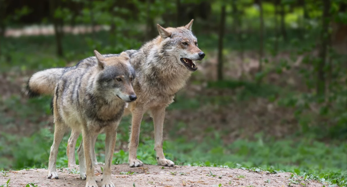 Gmina Stubno wystąpiła o zgodę na płoszenie wilków po tym, jak drapieżniki zaczęły zaznaczać swoją obecność w pobliżu zabudowań, a szczególnie miejscowej stadniny koni. / FOT. ZW