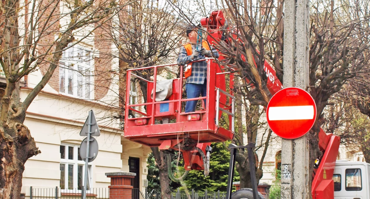 Obecnie jest czas na prace pielęgnacyjno-porządkowe przy zieleni wysokiej, czyli przede wszystkim drzewach. Nie obowiązuje ich ochrona ze względu na okres lęgowy ptaków. To „okienko” trwa od 15 października jednego roku do końca lutego roku kolejnego. Fot. Mariusz Godos