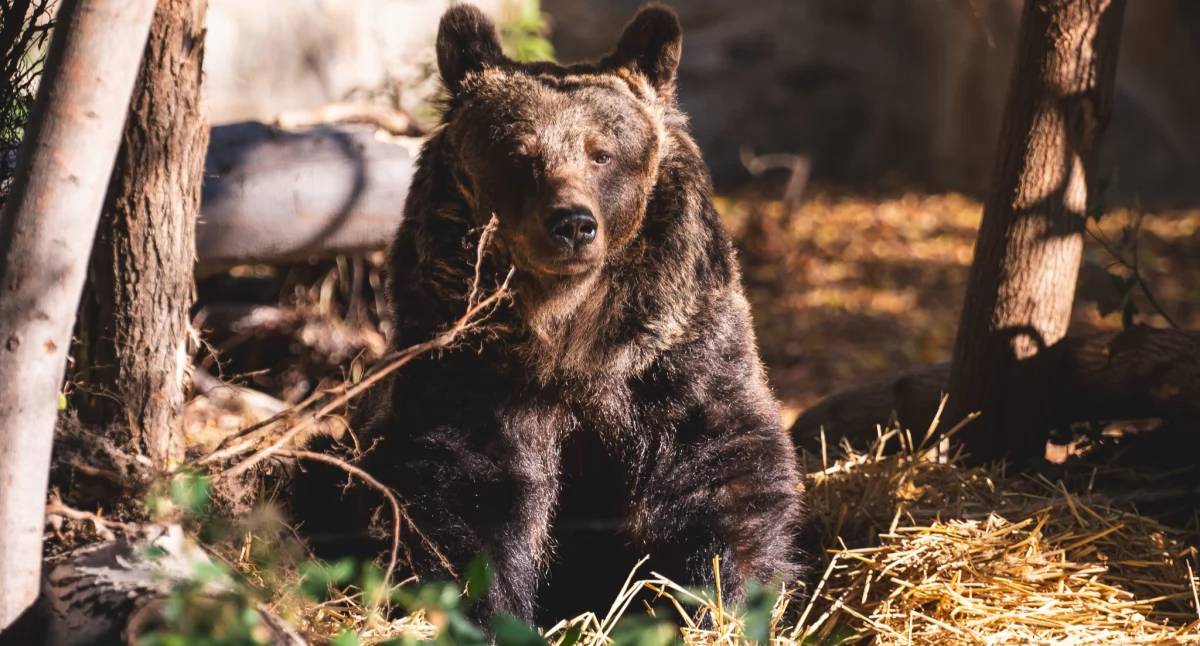Przemisia od 15 lat przebywa w ZOO we Wrocławiu. Fot. ZOO Wrocław
