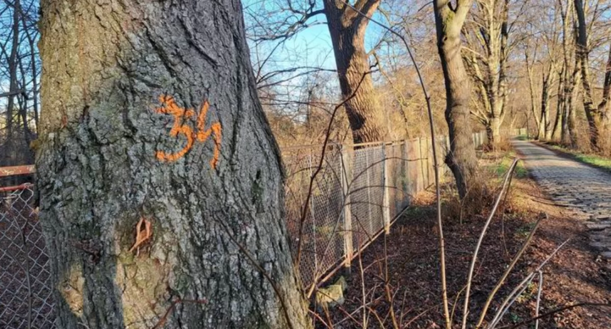 Pomarańczowe znaki na drzewach, które zaniepokoiły mieszkańców, to oznaczenie tych, które zostały przeznaczone do zbadania przez dendrologa. Zinwentaryzowane drzewa zostały wytypowane do obserwacji, cięcia sanitarnego lub technicznego oraz – ze względu na zły stan – część z nich do usunięcia. Ostateczne decyzje w sprawie jednak nie zapadły./ FOT. U. Gielo
