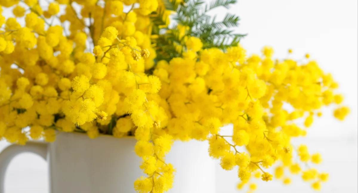 Działka i ogród, Rośliny historią kobiet Botaniczne bohaterki marca - zdjęcie, fotografia
