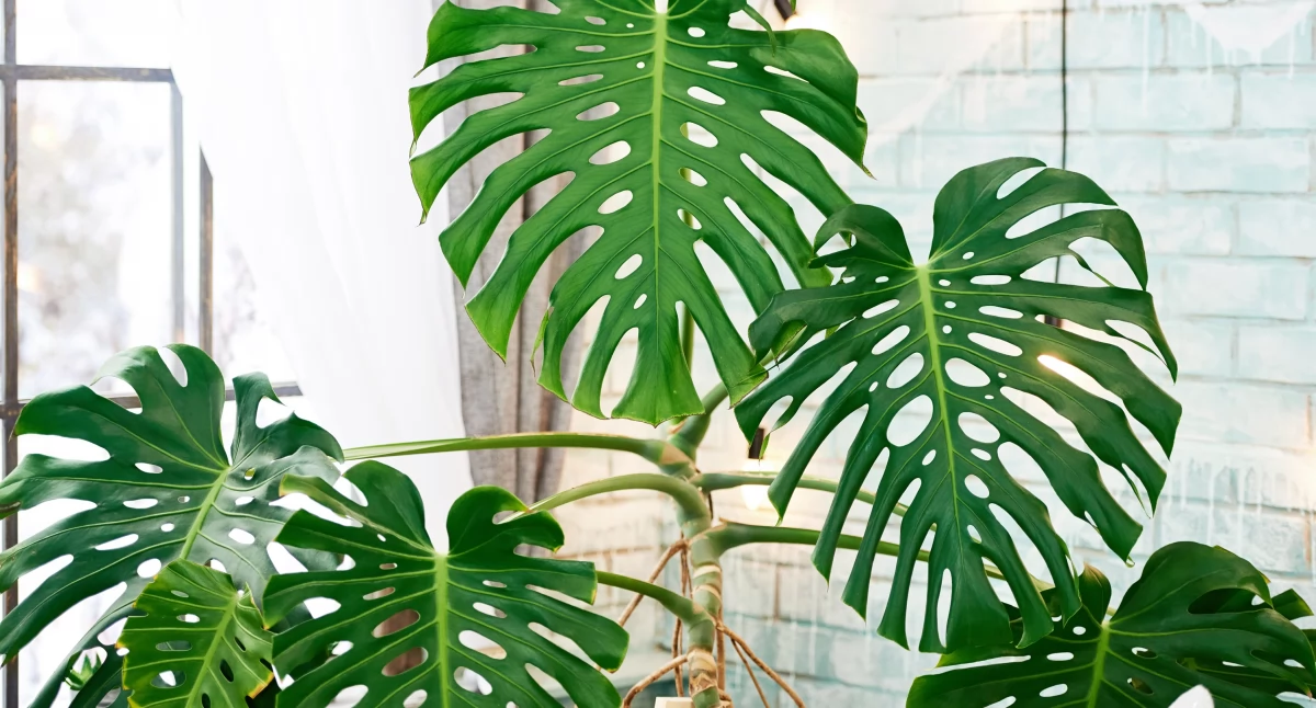 Działka i ogród, Monstera dziur Najczęstszy powód zaskakuje - zdjęcie, fotografia