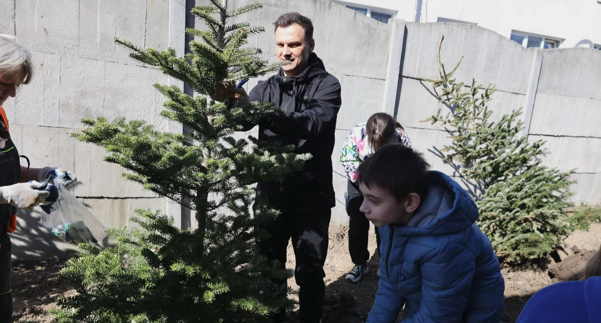 Kiedy święta minęły, choinki nie wylądowały na śmietniku. Zostały posadzone wzdłuż magazynu obrony cywilnej i ochrony ludności przy ul. Zamkowej w Jarosławiu. Fot. UM Jarosław