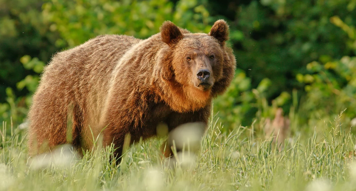 Rolnictwo, Uwaga! Gmina Żurawica ostrzega przed niedźwiedziami Były widziane rejonie Orzechowiec Ujkowic Lipowicy - zdjęcie, fotografia