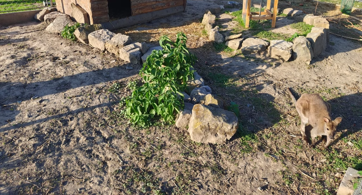Przysmakiem walabi, czyli takich mniejszych kangurzątek są m.in. zielone łodyżki./Fot. Miłosz Borzęcki