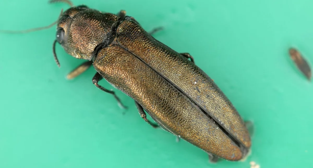 Dorosły opiętek jesionowiec (Agrilus planipennis) ma zaledwie około 1 cm długości, jednak jego larwy żerujące pod korą mogą doprowadzić do obumarcia jesionu w ciągu kilku lat.