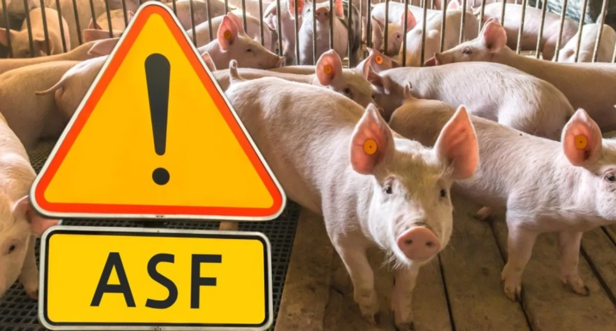 Afrykański pomór świń (African Swine Fever – ASF) to szybko szerząca się, zakaźna choroba wirusowa, na którą podatne są świnie domowe, świniodziki oraz dziki. Fot. zbiory własne