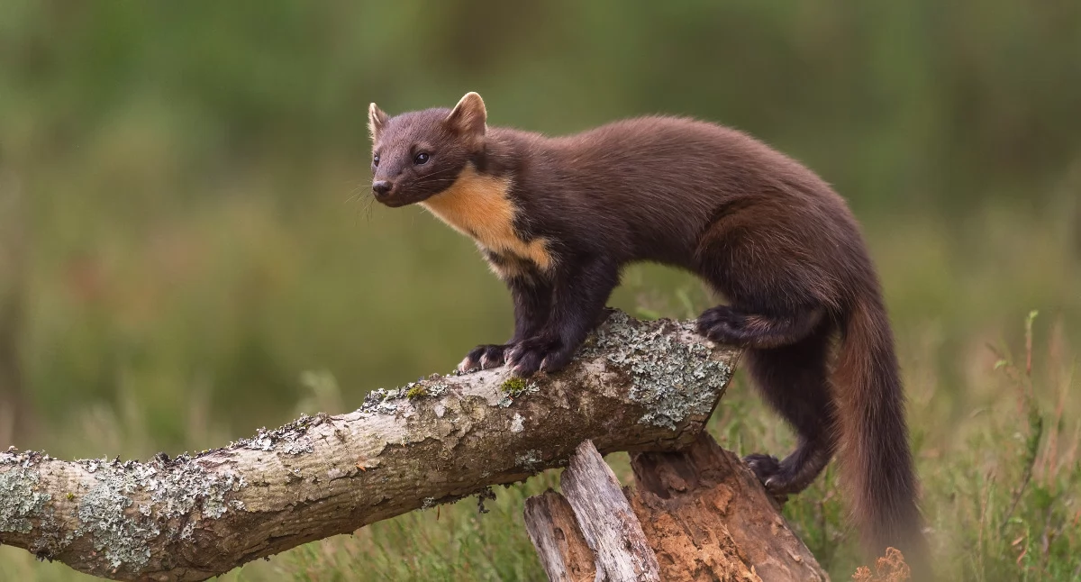 Kuna leśna. Zdjęcie ilustrujące. Fot. www.wikipedia.pl/Pine Marten