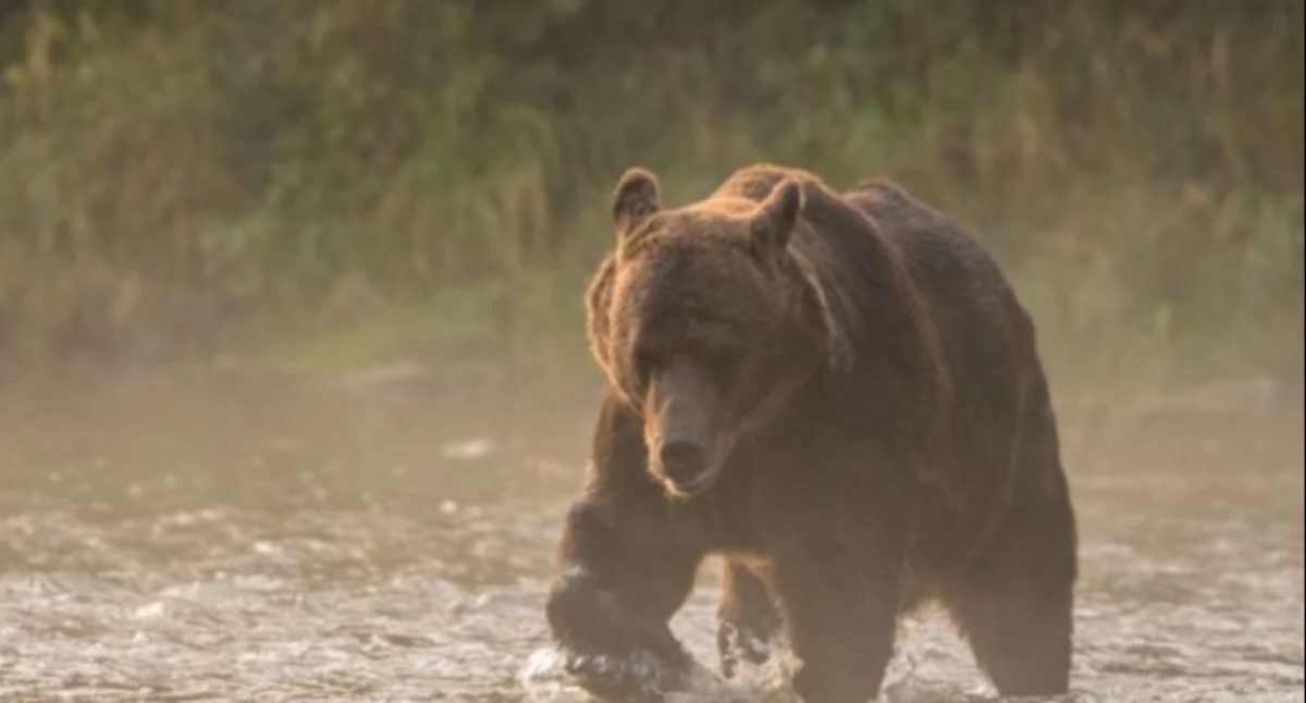 Niedźwiedź jest wprawdzie gatunkiem z dobrze wykształconym naturalnym instynktem lęku przed człowiekiem, jednak mając na uwadze gabaryty tego zwierzęcia oraz dotychczasowe niebezpieczne spotkania z tym drapieżnikiem, władze gminy rekomendują zachowanie szczególnej czujności oraz apelują o rozwagę./ FOT. Lasy Państwowe ZDJĘCIE ILUSTRACYJNE 
