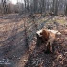 W sąsiedztwie ścieżek usunięto drzewa spróchniałe i zagrażające bezpieczeństwu...