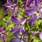 Powojnik (clematis)