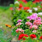 Geranium (bodziszek)