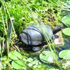 FOT. Arboretum w Bolestraszycach