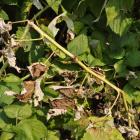 Fotka nr 2 z 7
