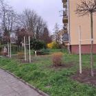 Kilkadziesiąt sadzonek spółdzielnia otrzymała od prywatnego przedsiębiorcy Zbigniewa...