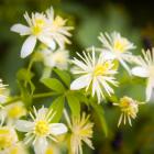 Powojnik (clematis) vitalba