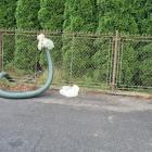 Do odbioru hotelowych ścieków służy prowizoryczna instalacja w postaci rury...