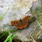 Pararge xiphia – to motyl żyjący na Maderze, uważany za zagrożony. Właśnie jemu sporo...