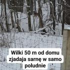 zdjęcie nr 9