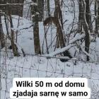 zdjęcie nr 10