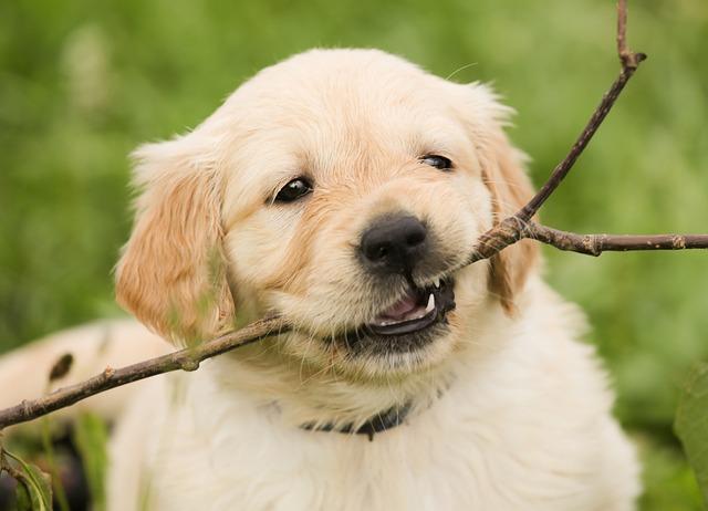 Alergie pokarmowe i nietolerancje u golden retrieverów