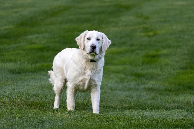 Pochodzenie i historia rasy golden retriever