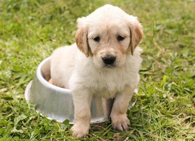 Jakie witaminy i minerały są ważne dla zdrowia golden retrievera?