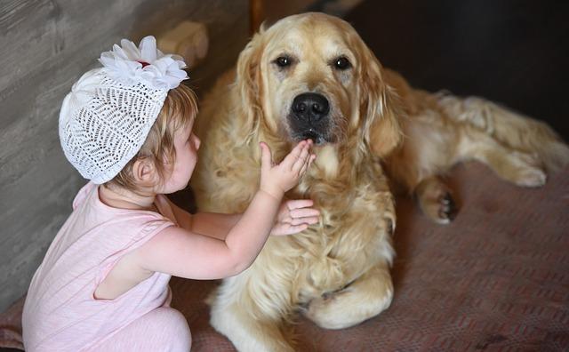 Wysokiej jakości karma dla goldena retrievera