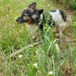 zdjęcie nr 