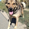 Przyjacielski Ostin - ogłoszenia 879350 | zycie.pl