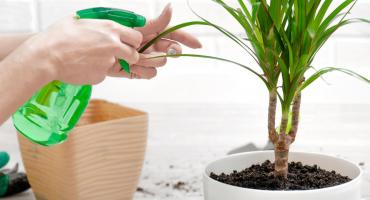 Dlaczego dracena gubi liście?