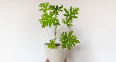 Z poradnika zielarza: geranium. Dlaczego warto mieć tę roślinę na parapecie?