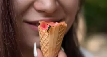 Picada de vespa ou abelha – o que fazer antes que o inchaço apareça?