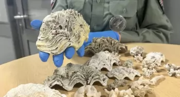 Питоновая куртка и коралл: очередные нарушения Вашингтонской конвенции (СИТЕС) [ФОТО]