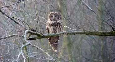 Puszczyki pod lupą badaczy [ZDJĘCIA]