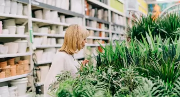 Dlaczego rośliny z marketów tak szybko tracą formę?