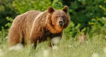 Uwaga! Gmina Żurawica ostrzega przed niedźwiedziami. Były widziane w rejonie Orzechowiec, Ujkowic i Lipowicy
