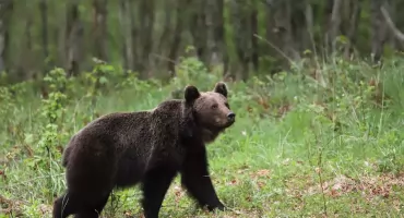 Obyś niedźwiedziu w mateczniku siedział
