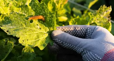 Czerwiec to miesiąc ślimaków – dlaczego właśnie teraz jest ich najwięcej?