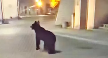 Młody niedźwiedź w centrum Przemyśla. Kilkugodzinna akcja służb. Zwierzę wróciło do lasu [WIDEO]