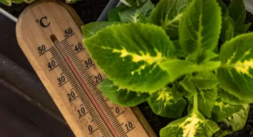 Upał w ogrodzie. Jak rośliny radzą sobie z wysoką temperaturą?