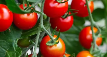 Pomidory nie chcą się równo wybarwić? Przyczyna może zaskakiwać