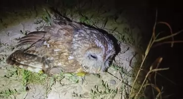 Uratowali nocnego ptaka