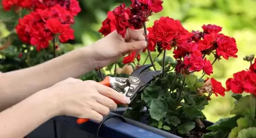 Pelargonie słabiej kwitną? Jeszcze nie kończą sezonu!