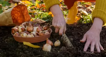 Cebulki tulipanów czekają na sadzenie. Czy to już odpowiedni moment?