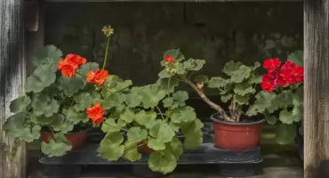 Pelargonie po sezonie. Wyrzucić czy spróbować przezimować?